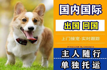 自贡市宠物托运公司自贡市宠物托运公司自贡市宠物托运公司