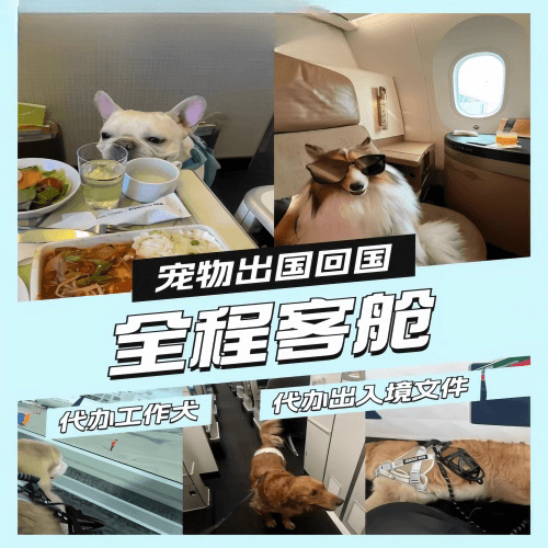 自贡市宠物托运到白俄罗斯宠物入境规定和要求