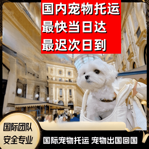 自贡市到澳大利亚（澳洲）宠物入境规定和要求